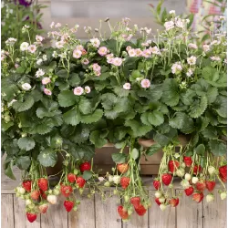 Braškė (remontantinė) EVE'S DELIGHT ('Ievos džiaugsmas') -  Fragaria x ananassa 11Ø 20cm