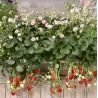 Braškė (remontantinė) EVE'S DELIGHT ('Ievos džiaugsmas') -  Fragaria x ananassa 11Ø 20cm