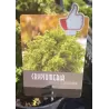 copy of Cryptomeria japonica KYARA GOLD