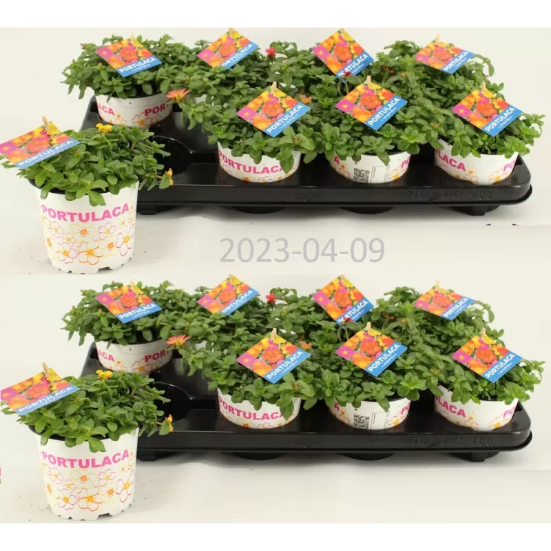 Portulaka - Portulaca mix vazone