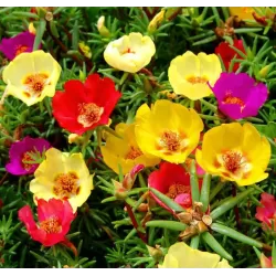Portulaka - Portulaca mix vazone