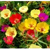 Portulaka - Portulaca mix vazone