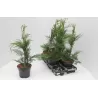 Leilando kiparisas - Cupressocyparis leylandii