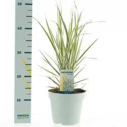 Miškinis lendrūnas Overdam - Calamagrostis acutiflora Overdam