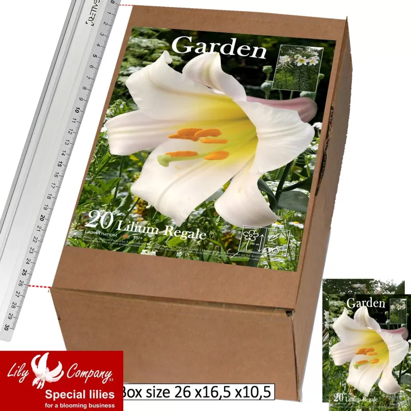 Svogūninės gėlės - Lelijos REGALE, dydis 14