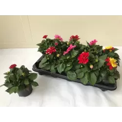 Jurginas - Dahlia MIX