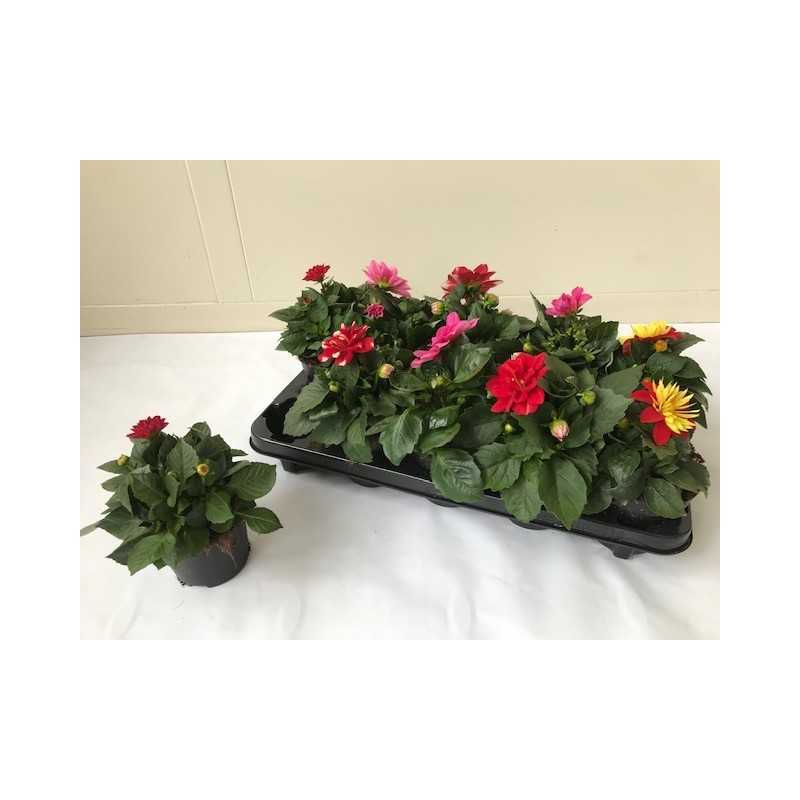 Jurginas - Dahlia MIX