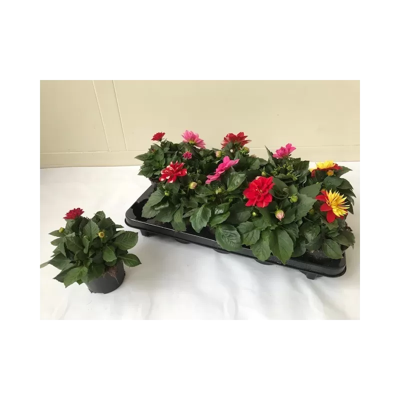 Jurginas - Dahlia MIX