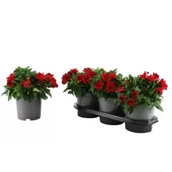 Alstromerija - Alstroemeria COLORITA RED