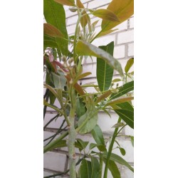 Avokadas - Persea americana avocado