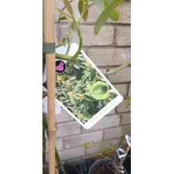 E-medelynas internete: vaismedžiai ir vaiskrūmiai