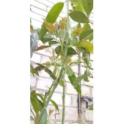 E-medelynas internete: vaismedžiai ir vaiskrūmiai