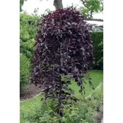 Paprastasis bukas - Fagus sylvatica PURPUREA PENDULA