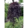 Paprastasis bukas - Fagus sylvatica PURPUREA PENDULA