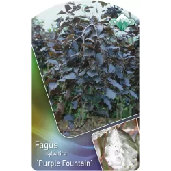 Paprastųjų bukų Purpurea Pendula sodinukai su pristatymu į namus