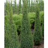 Juniperus communis ARNOLD
