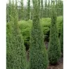Paprastasis kadagys - Juniperus communis ARNOLD