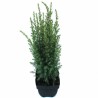 Juniperus communis ARNOLD