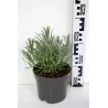 Tikroji levanda baltažiedė forma - Lavandula angustifolia Ellagance Ice (ALBA