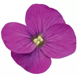 Daugiametės gėlės internetu su pristatymu į namus