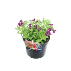 Daugiametės gėlės internetu su pristatymu į namus