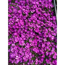 Daugiametės gėlės internetu su pristatymu į namus