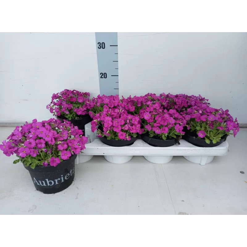 Daugiametės gėlės internetu su pristatymu į namus