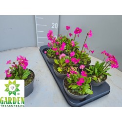 Rausvoji raktažolė - Primula rosea