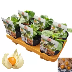 copy of Cape Gooseberry - Physalis peruviana JAMESON