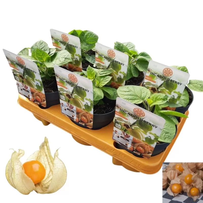 Tikroji dumplūnė - Physalis peruviana INCA GOLD BERRY