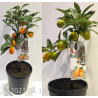 Kinkanas - Citrus fortunella margarita kumquat
