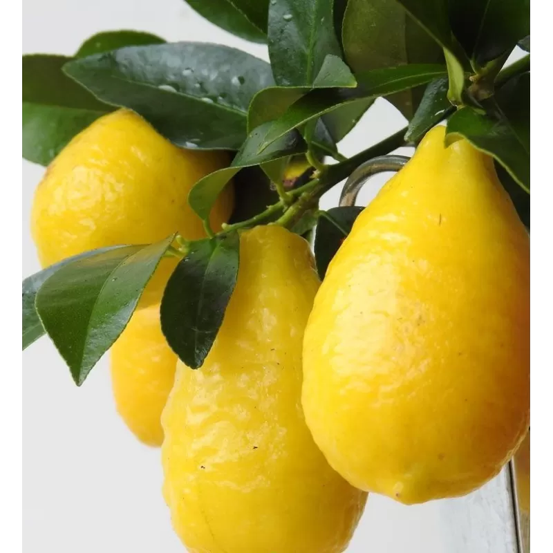 Citrinmedis (laimo ir kinkano hibridas, daug vaisių) - Citrus Limequat on rack P12 30cm