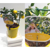 Citrinmedis - Citrus floridana limonella LARA