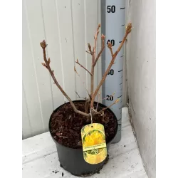 copy of Rhododendron KERMESINA