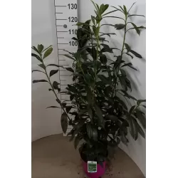 Užsisakyk augalus pavasariui jau dabar