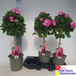 Pelargonija - Pelargonium Grandiflorum (medelis)