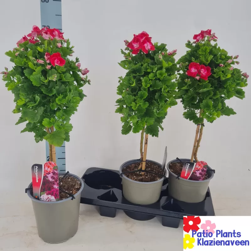 copy of Pelargonium Grandiflorum MIX