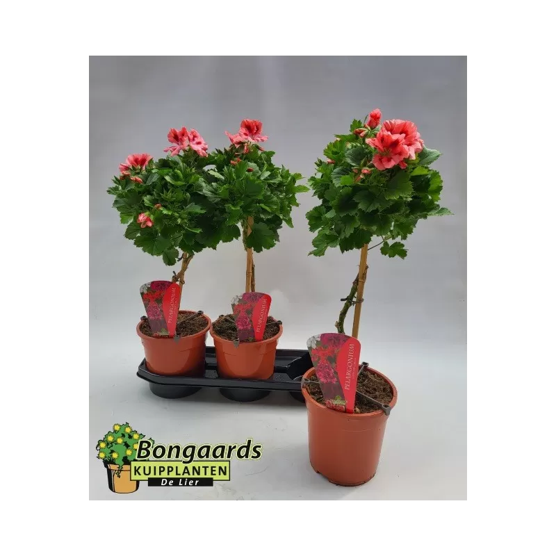 copy of Pelargonium Grandiflorum MIX