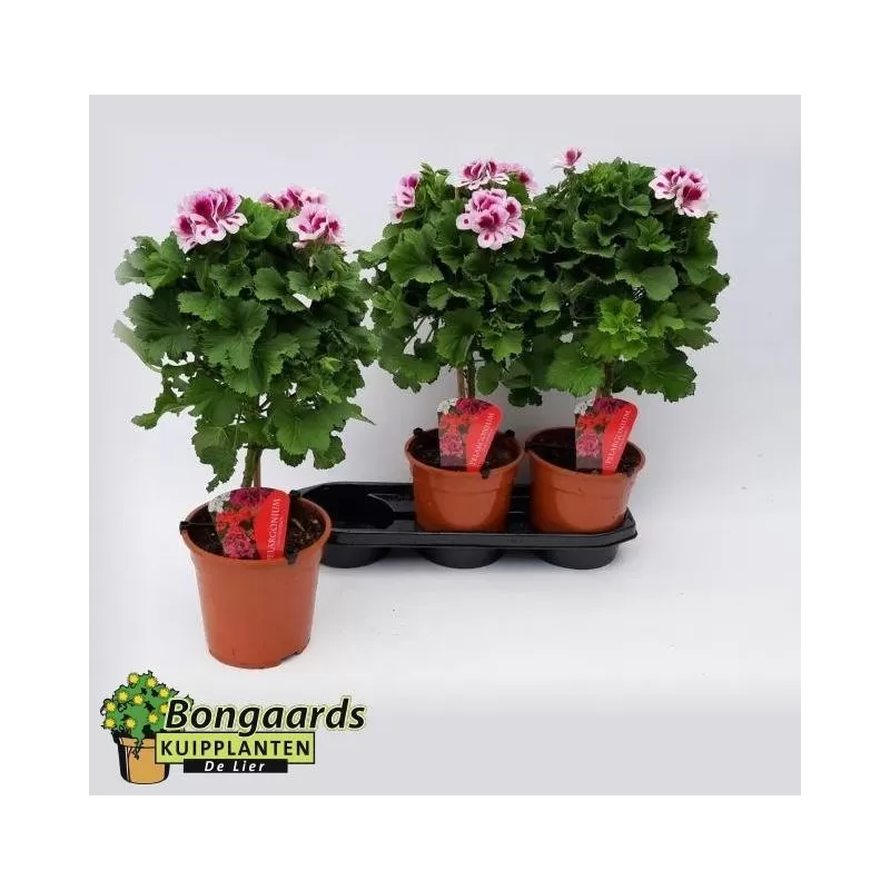 Pelargonija - Pelargonium Grandiflorum (medelis)