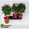 Pelargonija - Pelargonium Grandiflorum (medelis)