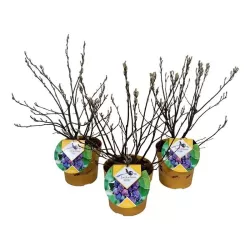 Alksnialapė medlieva - Amelanchier alnifolia SASKATOON BERRY