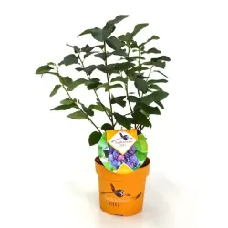 Amelanchier alnifolia SASKATOON BERRY C3 50-80CM