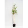 Pilkasis klevas - Acer griseum