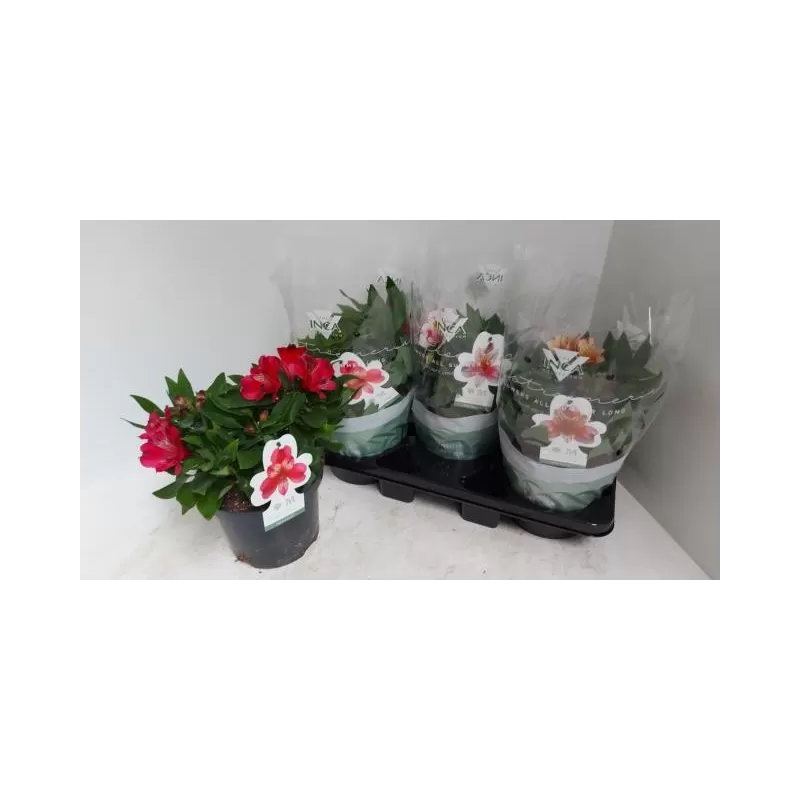 copy of Alstromerija - Alstroemeria COLORITA RED P19