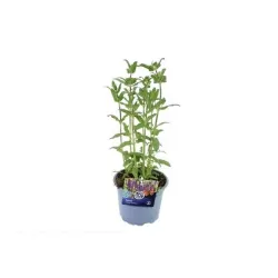 Gojinis šalavijas - Salvia nemorosa CARADONNA
