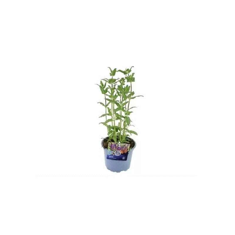 Salvia nemorosa OSTFRIESLAND