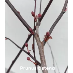 Prunus cistena