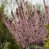 Prunus cistena