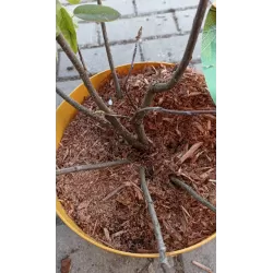 Alksnialapė medlieva - Amelanchier alnifolia SASKATOON BERRY