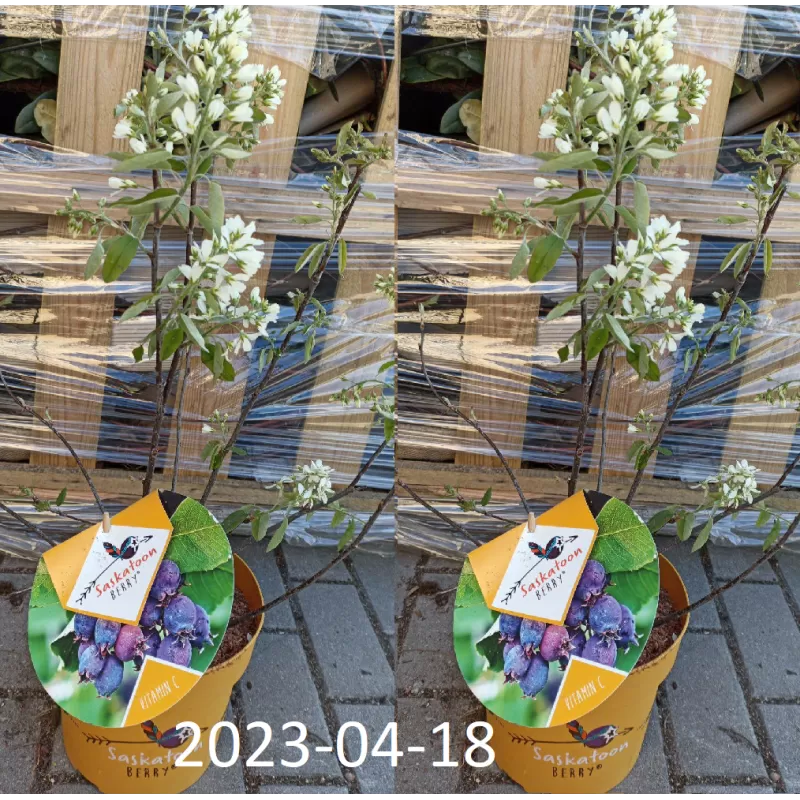 Amelanchier alnifolia SASKATOON BERRY C3 50-80CM